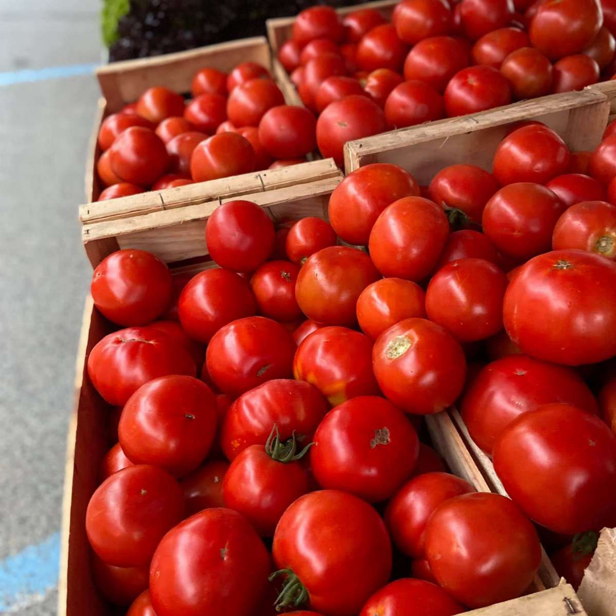 Coulis de tomate - La ferme de Berdin